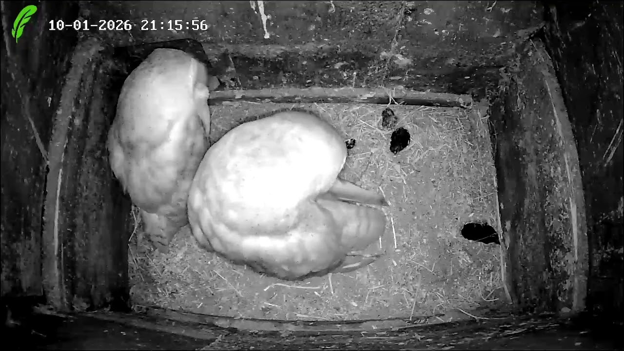 Barn Owl Cam - Testing prior to live feed