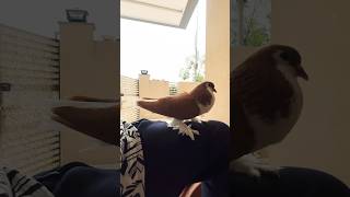 Pigeon videos #kabutarbazi #pigeon #bird #pigeons #kabotarbazi #shorts #ajpets #kabutar #love