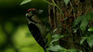 Lesser Spotted Woodpeckers at Nest-Site