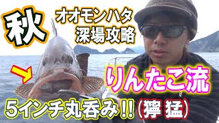 【爆釣】この角度が釣れる！秋のオオモンハタ深場攻略【大物】