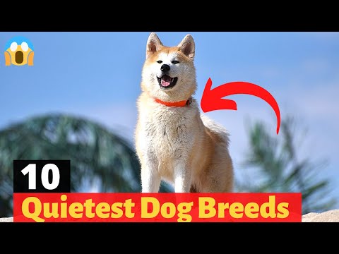 Videó: 10 kutyafajta, amely a legkevésbé kéreg