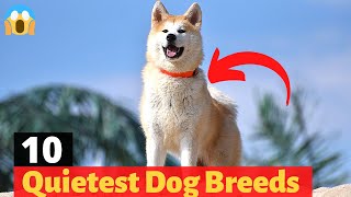 The 10 Best Quiet Dog Breeds that Bark Less 🐶