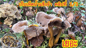 🍄4/2/21🍄เก็บเห็ดน้ำแข็งจ้าคลิปที่ 1/3 (คลิปก่อนหิมะตก)🍄Mushrooms