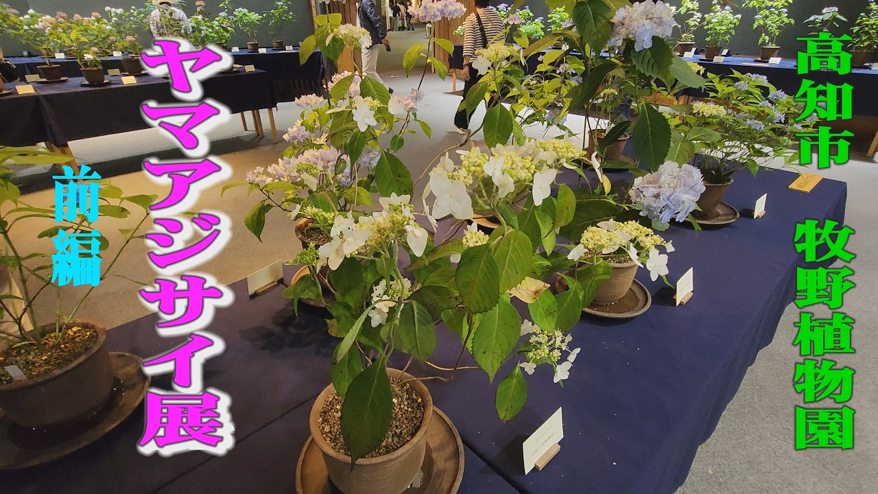 Exhibition of Hydrangea Serrata, Makino Botanical Garden 2026