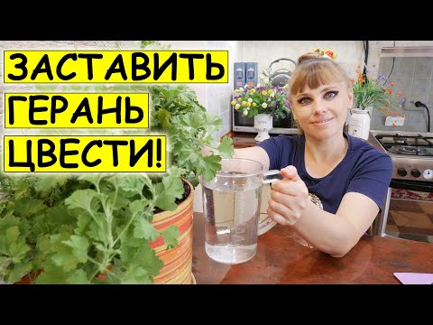 Как заставить Герань /ПЕЛАРГОНИЮ/ цвести? Как добиться обильного цветения Пеларгонии?