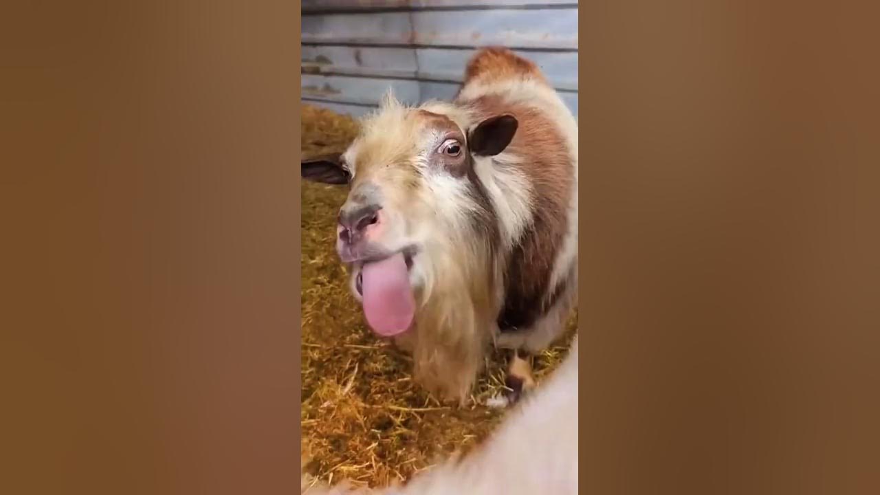 GOAT MAKES THE FUNNIEST NOISE foryou shorts mustwatch funny goat-makes-the-funniest-noise-foryou-shorts-mustwatch-funny