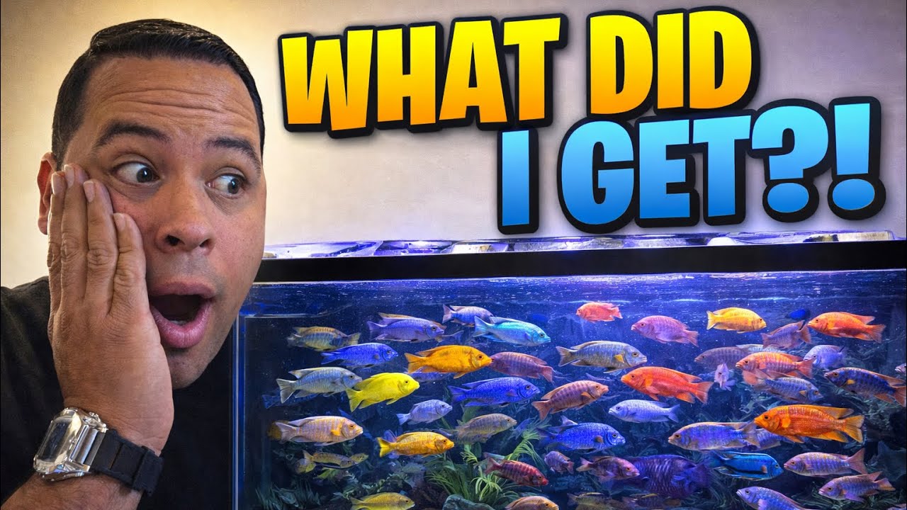 Exciting new cichlid for my 75 gallon tank 