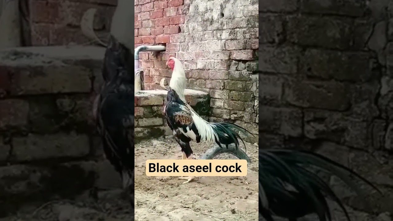 Black aseel chicken 🐔 . 