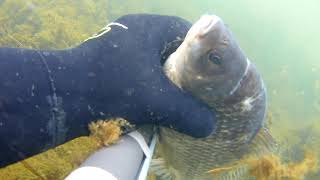 Подводная охота на малых реках,Pelengas eco 55,охота в траве.Спас карася .