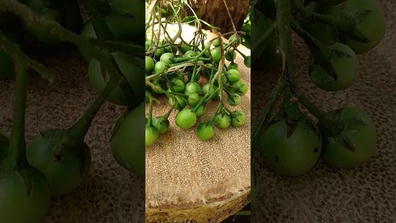 Solanum torvum#(Thibbatu)#😋😋😋