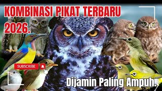 Suara Pikat Burung Anakan Ribut Kombinasi Burung Kejepit Paling Ampuh.