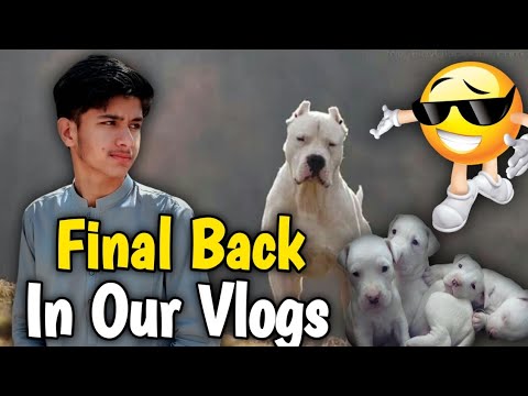Final Back into the Our Vlogs 🥳🥳🥳🥳🥳