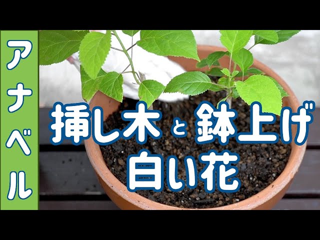 アジサイ アナベル 挿し木と鉢上げと今年も咲いた白い花 - YouTube
