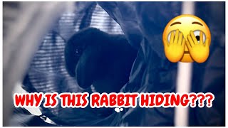 Why are these rabbits hiding? Runaway Bunnies by Bella & Blondie Bunny Rabbits 518 views 8 days ago 2 minutes, 28 seconds