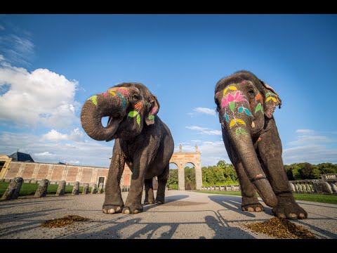 Des Elephants A Son Mariage Mariage Bollywood De Cinema Evenement Animalier Youtube