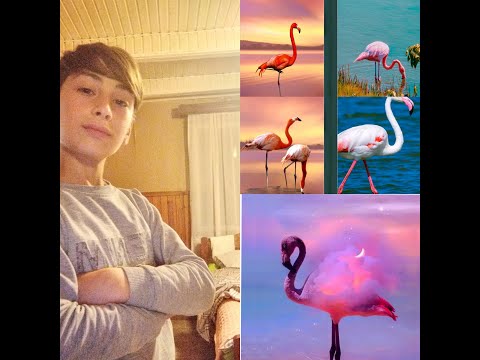 ვიდეო ბლოგი დენდროლოგიურ პარკში და ულამაზესი ფლამინგოები