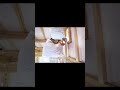 Carpenter Insulates Building