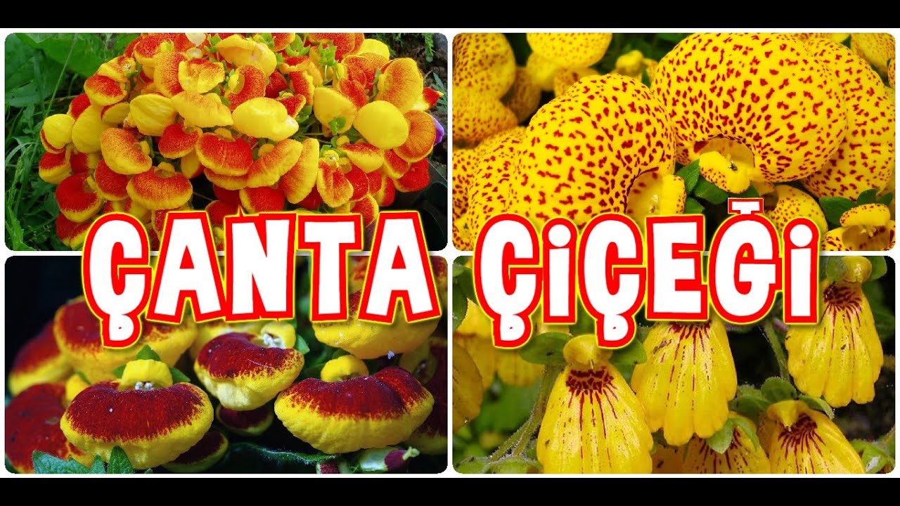 ÇANTA ÇİÇEĞİ BAKIMI