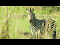 Incredible African Wildlife, Animals and Nature Sounds