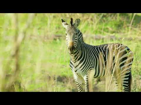 Ultimate Kruger National Park Wildlife Documentary Episode 15