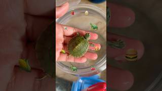 KURA KURA#turtle #funny #animals #hewan #cute #hewanlucu #lucu #animal