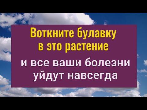 Болезни ослабнут или уйдут совсем если воткнёте булавку в это растение