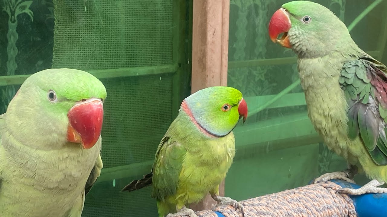 Relaxing sounds of parakeets 🦜 #asmr #birds #birdsavairy (Episode-54)