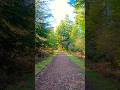 Peaceful sunny winter woodland walk #explore #nature #forest #therapy #outdoors #uk #shorts