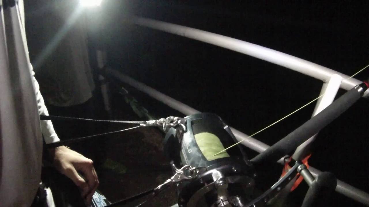 HUGE BULL SHARK DUMPS AVET 80W!!