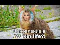 Обзор на обновление в Avakin life || можно сделать любой цвет чата?!