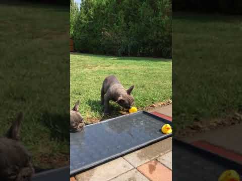 TomKingsKennel Meeko 2 camera iphone 8 plus apk