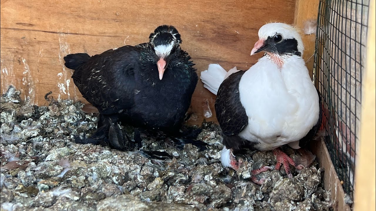 عدنه صيد 2 😁وجبنه اطيور 😊 ونضفنه همين✌️ومطيار المفروده🤗