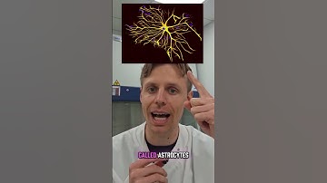 How are memories stored? #memory #memories #astrocytes