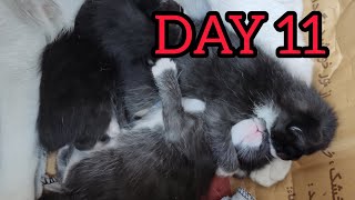 The 11th birthday of kittens