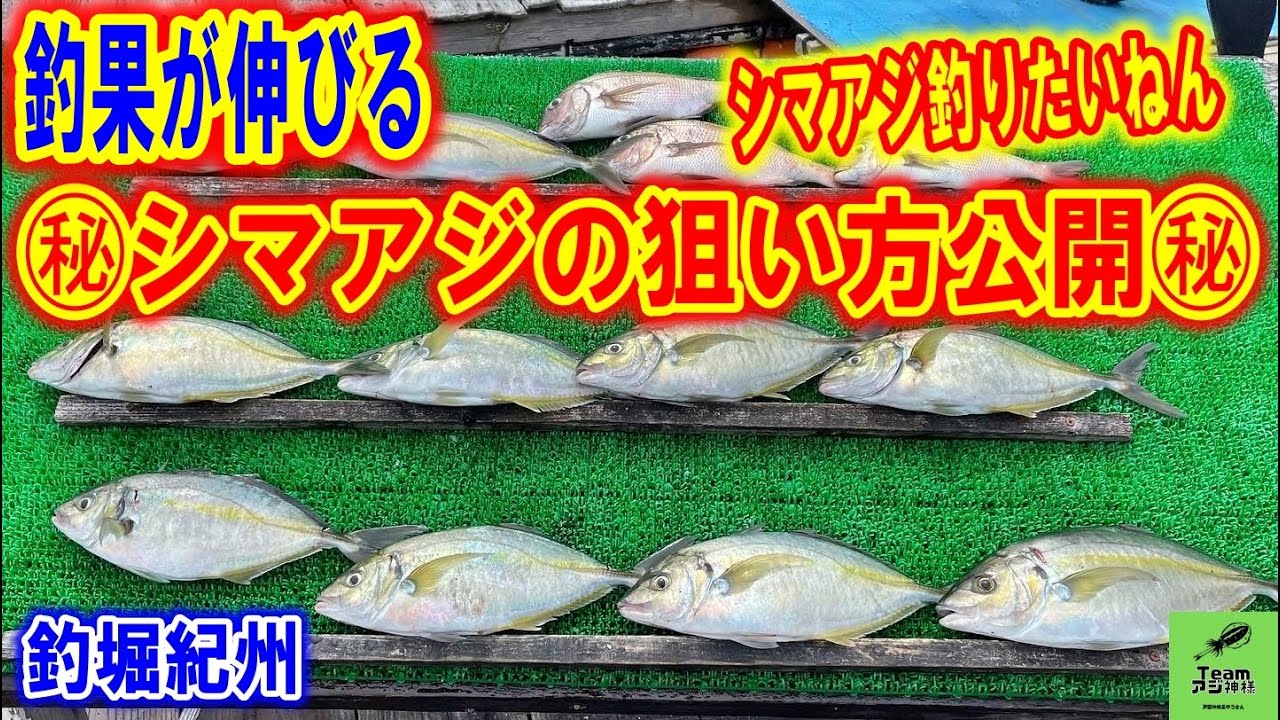【海上釣堀】釣果UP間違いなし‼️ウキ釣りでのシマアジの基本的な狙い方釣り方