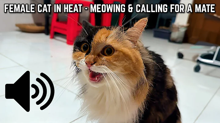 Watch the video about Female Cat in Heat — Meowing and Calling for a Mate - Cats Will Come to You!