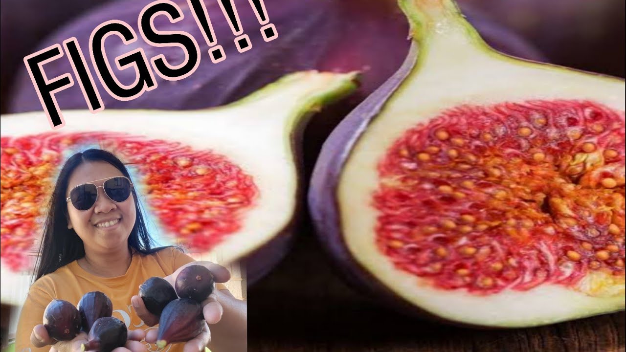 Ep.25 Figs Picking In our Backyard Perth Western Australia GMM AMAZING ADVENTURE YouTube