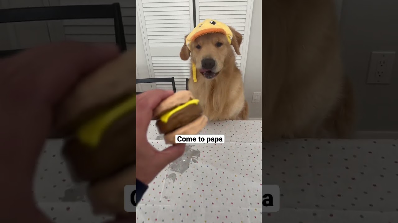 My dog eats a burger