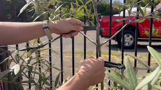 How to secure trees with Arbor-Tie