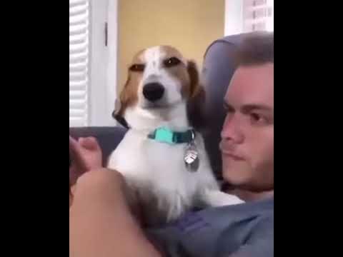 Собака улыбается - YouTube