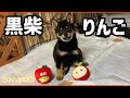 これからの柴犬ファミリーとみかん園の新しい仲間・黒柴りんご🍎