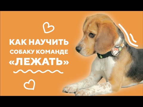Дрессировка. Команда «лежать».