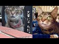 保護からもうすぐで1年！汚れたブカブカの首輪を付け彷徨い続けた【なっちゃん！】んん？が遊びに来たーーー！