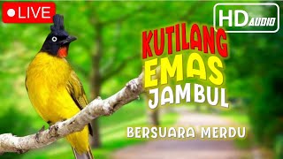 🔴LIVE BURUNG KUTILANG EMAS JAMBUL BERSUARA MERDU