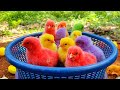 Catching chickenscute chickens rainbow chickenscolorful chickensrainbow chickensanimals cute 50