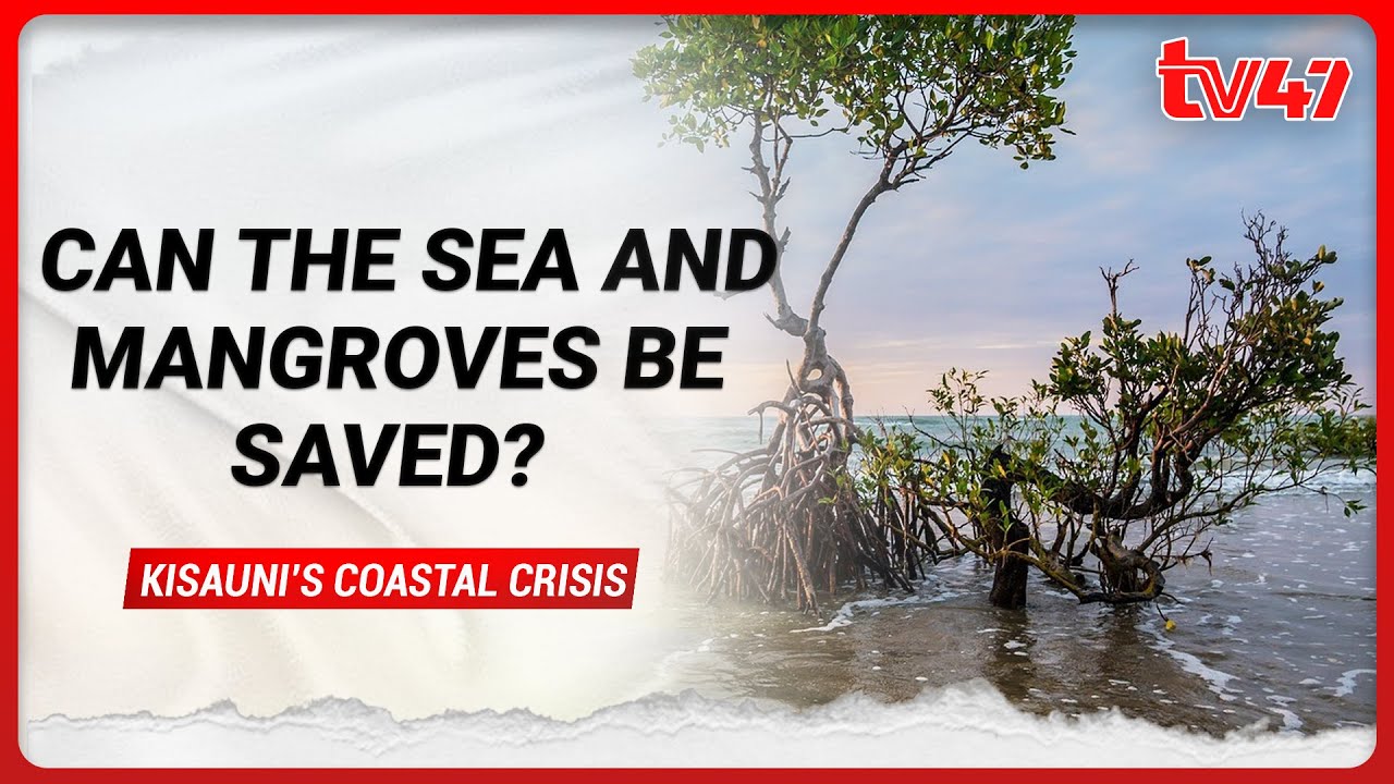 Kisauni’s Coastal Crisis:Can the Sea and Mangroves Be Saved?