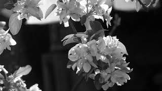 Jan Kees Helms - Panta Rhei (a continuation) - april 2025