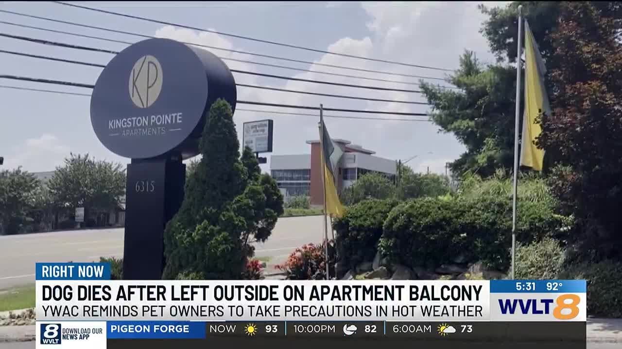 Knoxville man charged with felony after dog overheats on patio, dies ...