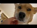 寝る前に会いにくる犬②（雑種犬）