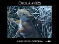 Ozola mūžs –  kinoteātros no 21.oktobra